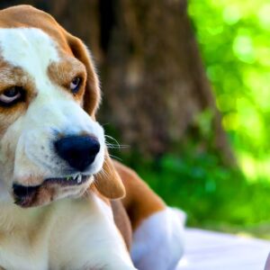 5 Interesting Things Dogs Can Sense | What the Stuff?!
