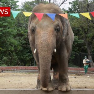 Cher helps rescue 'world's loneliest elephant' from Pakistan zoo