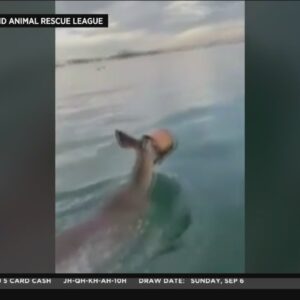 Deer Rescued From Long Island Sound