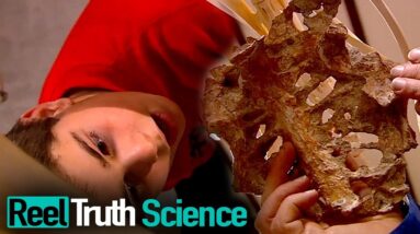 Dinosaur Detectives | Episode 5 | Reel Truth Science