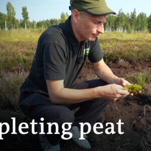 Is German agriculture destroying the Baltic Sea's peat bogs? | DW Documentary