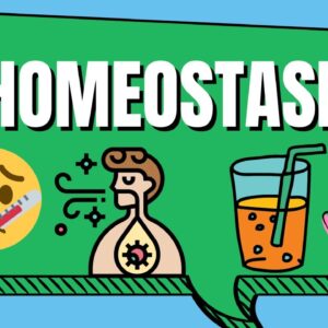 Homeostasis Examples