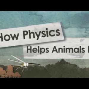 How Physics Help Animals Fly