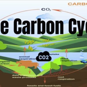 Parts of the Carbon Cycle