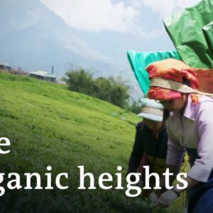 The eco-rebels of the Himalayas | DW Documentary