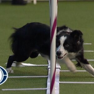 Best of the Agility competition from the 2020 Westminster Kennel Club Dog show | FOX SPORTS