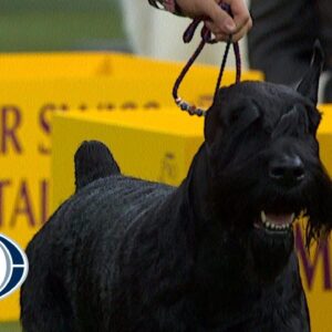 Ty the Giant Schnauzer wins the Working Group | WESTMINSTER DOG SHOW (2018) | FOX SPORTS