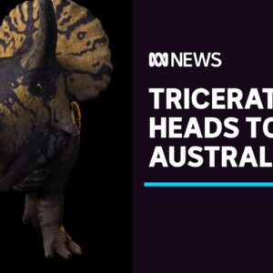 Sixty-seven-million-year-old Triceratops skeleton coming to Melbourne Museum | ABC News