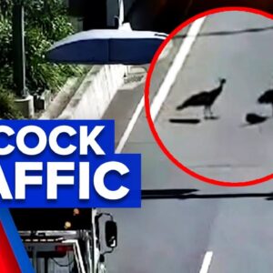 Peacocks stop traffic in Brisbane tunnel | 9 News Australia