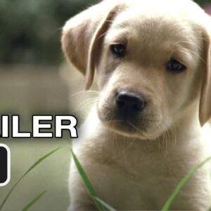 Quill The Life of a Guide Dog Official Trailer #1 (2012) HD Movie