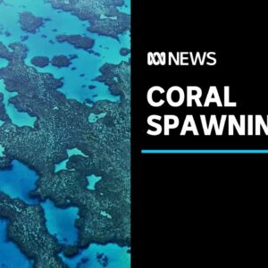 The Great Barrier Reef's massive coral spawning event | ABC News