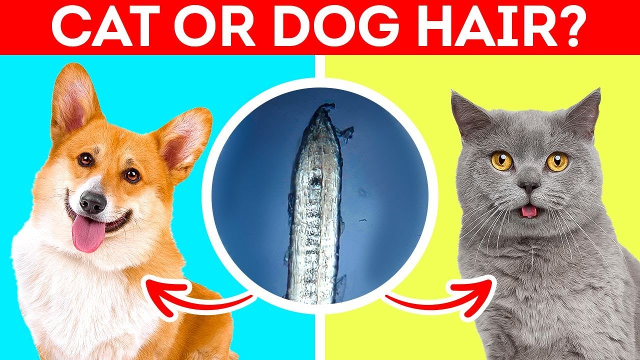 DOG Or CAT HAIR? Human Body Parts Under 1000x Microscope