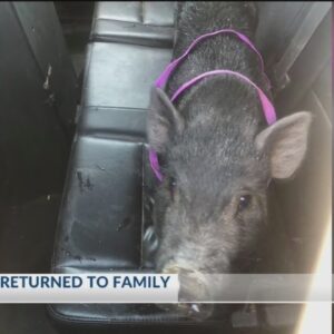 Pig found in Ridgecrest returned to family