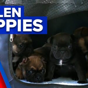 Stolen French Bulldog puppies reunited with owner | 9 News Australia