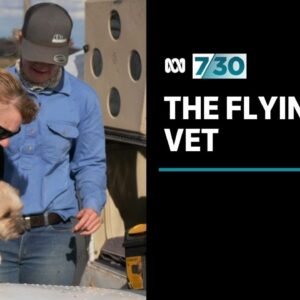 The flying vet caring for animals in regional Australia | 7.30