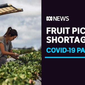 Strawberry prices could rise as farmers reduce crops amid COVID-19 labour shortage | ABC News