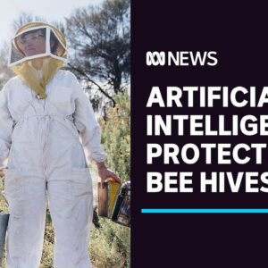 New artificial intelligence technology used to protect bees from deadly parasite | ABC News