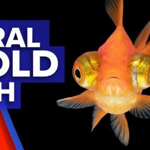 Monster goldfish taking over Perth's waterways I 9News Perth