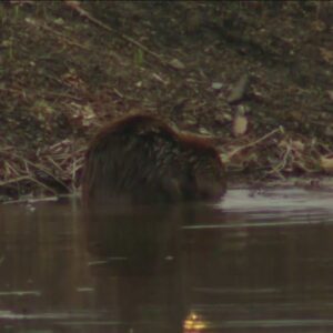 Some Glenview Residents Want To Save Nuisance Beavers Homeowners Association Plans To Trap, Kill