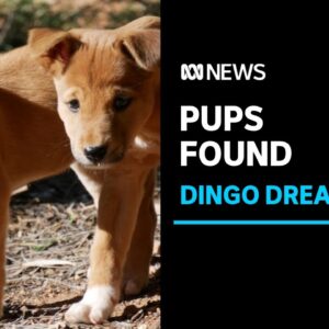 A DNA test will decide the fate of eight puppies found by schoolkids | ABC News