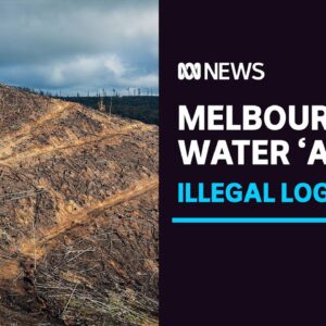 Melbourne's drinking water catchments at risk after 'systemic' illegal logging | ABC News